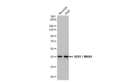 MKK4/MEK4 Antibody (HL1839) - Azide and BSA Free, Novus Biologicals 100