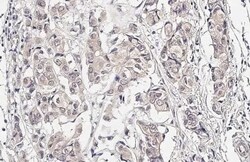 MKK4/MEK4 Antibody (HL1839) - Azide and BSA Free, Novus Biologicals 100
