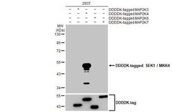 MKK4/MEK4 Antibody (HL1839) - Azide and BSA Free, Novus Biologicals 100