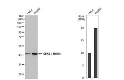MKK4/MEK4 Antibody (HL1839) - Azide and BSA Free, Novus Biologicals 100