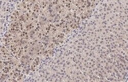 MKK4/MEK4 Antibody (HL1839) - Azide and BSA Free, Novus Biologicals 100