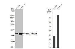 MKK4/MEK4 Antibody (HL1888) - Azide and BSA Free, Novus Biologicals 100