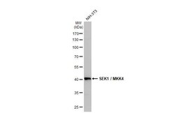 MKK4/MEK4 Antibody (HL1888) - Azide and BSA Free, Novus Biologicals 100