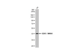 MKK4/MEK4 Antibody (HL1888) - Azide and BSA Free, Novus Biologicals 100