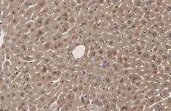SERCA2 ATPase Antibody (HL2352) - Azide and BSA Free, Novus Biologicals