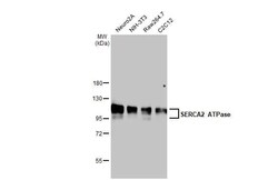 SERCA2 ATPase Antibody (HL2352) - Azide and BSA Free, Novus Biologicals
