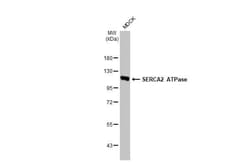 SERCA2 ATPase Antibody (HL2352) - Azide and BSA Free, Novus Biologicals