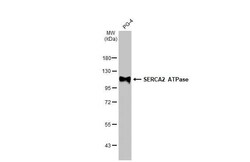 SERCA2 ATPase Antibody (HL2352) - Azide and BSA Free, Novus Biologicals