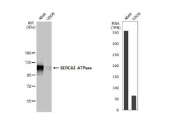 SERCA2 ATPase Antibody (HL2352) - Azide and BSA Free, Novus Biologicals