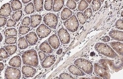 SIGIRR Antibody (HL2008) - Azide and BSA Free, Novus Biologicals 100 &mu;L,