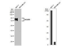 SIGIRR Antibody (HL2008) - Azide and BSA Free, Novus Biologicals 100 &mu;L,