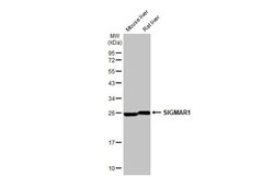 Sigma-1 R/OPRS1 Antibody (HL2230) - Azide and BSA Free, Novus Biologicals