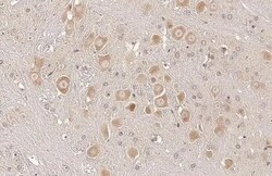 Sigma-1 R/OPRS1 Antibody (HL2230) - Azide and BSA Free, Novus Biologicals