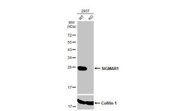 Sigma-1 R/OPRS1 Antibody (HL2230) - Azide and BSA Free, Novus Biologicals
