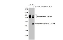 SLC1A5 Antibody (HL1988) - Azide and BSA Free, Novus Biologicals 100 &mu;L,