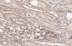 SLC1A5 Antibody (HL1988) - Azide and BSA Free, Novus Biologicals 100 &mu;L,