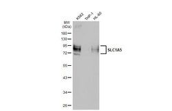 SLC1A5 Antibody (HL1988) - Azide and BSA Free, Novus Biologicals 100 &mu;L,