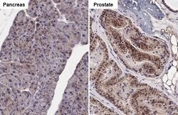SLC1A5 Antibody (HL1988) - Azide and BSA Free, Novus Biologicals 100 &mu;L,