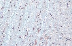 SOD1/Cu-Zn SOD Antibody (HL1652) - Azide and BSA Free, Novus Biologicals