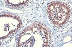 SOD1/Cu-Zn SOD Antibody (HL1652) - Azide and BSA Free, Novus Biologicals