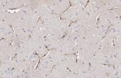 Stargazin Antibody (HL2268) - Azide and BSA Free, Novus Biologicals 100