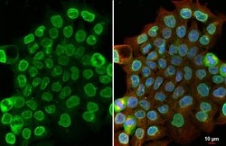 SUN1 Antibody (HL1946) - Azide and BSA Free, Novus Biologicals 100 &mu;L,