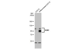 SUN1 Antibody (HL1947) - Azide and BSA Free, Novus Biologicals 100 &mu;L,