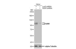 SUN1 Antibody (HL1947) - Azide and BSA Free, Novus Biologicals 100 &mu;L,