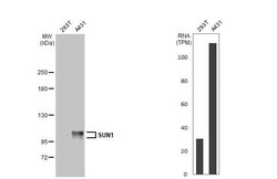 SUN1 Antibody (HL1947) - Azide and BSA Free, Novus Biologicals 100 &mu;L,