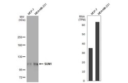 SUN1 Antibody (HL1947) - Azide and BSA Free, Novus Biologicals 100 &mu;L,