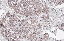 SUN1 Antibody (HL1947) - Azide and BSA Free, Novus Biologicals 100 &mu;L,