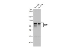 SUN1 Antibody (HL1947) - Azide and BSA Free, Novus Biologicals 100 &mu;L,