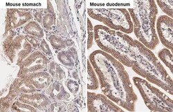 TBC1D5 Antibody (HL2054) - Azide and BSA Free, Novus Biologicals 100 &mu;L,