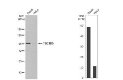 TBC1D5 Antibody (HL2054) - Azide and BSA Free, Novus Biologicals 100 &mu;L,