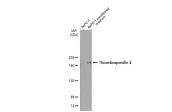 Thrombospondin-2 Antibody (HL1194) - Azide and BSA Free, Novus Biologicals 100 &mu;L | Buy Online | Novus Biologicals | Fisher Scientific