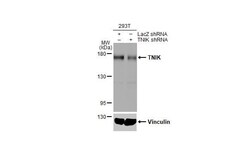 TNIK Antibody (HL1751) - Azide and BSA Free, Novus Biologicals 100 &mu;L,