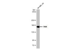TNIK Antibody (HL1751) - Azide and BSA Free, Novus Biologicals 100 &mu;L,
