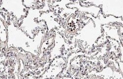 TREM2 Antibody (HL1738) - Azide and BSA Free, Novus Biologicals 100 &mu;L,