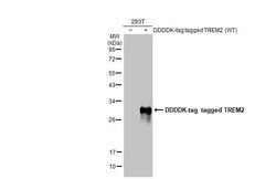 TREM2 Antibody (HL1738) - Azide and BSA Free, Novus Biologicals 100 &mu;L,