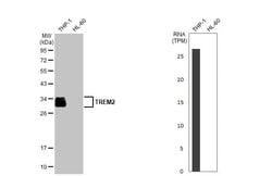 TREM2 Antibody (HL1738) - Azide and BSA Free, Novus Biologicals 100 &mu;L,