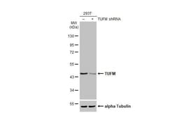TUFM Antibody (HL2193) - Azide and BSA Free, Novus Biologicals 100 &mu;L,