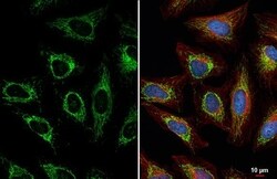 TUFM Antibody (HL2193) - Azide and BSA Free, Novus Biologicals 100 &mu;L,