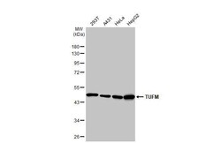 TUFM Antibody (HL2193) - Azide and BSA Free, Novus Biologicals 100 &mu;L,