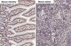 UHRF1 Antibody (HL2287) - Azide and BSA Free, Novus Biologicals 100 &mu;L,