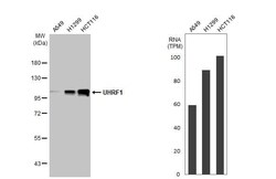 UHRF1 Antibody (HL2287) - Azide and BSA Free, Novus Biologicals 100 &mu;L,