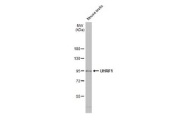 UHRF1 Antibody (HL2287) - Azide and BSA Free, Novus Biologicals 100 &mu;L,