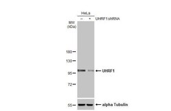 UHRF1 Antibody (HL2287) - Azide and BSA Free, Novus Biologicals 100 &mu;L,