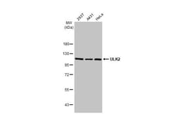 ULK2 Antibody (HL2206) - Azide and BSA Free, Novus Biologicals 100 &mu;L,