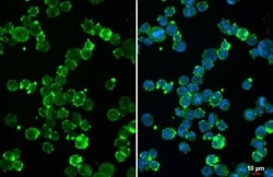 uPAR Antibody (HL2169) - Azide and BSA Free, Novus Biologicals 100 &mu;L,