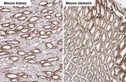 uPAR Antibody (HL2169) - Azide and BSA Free, Novus Biologicals 100 &mu;L,